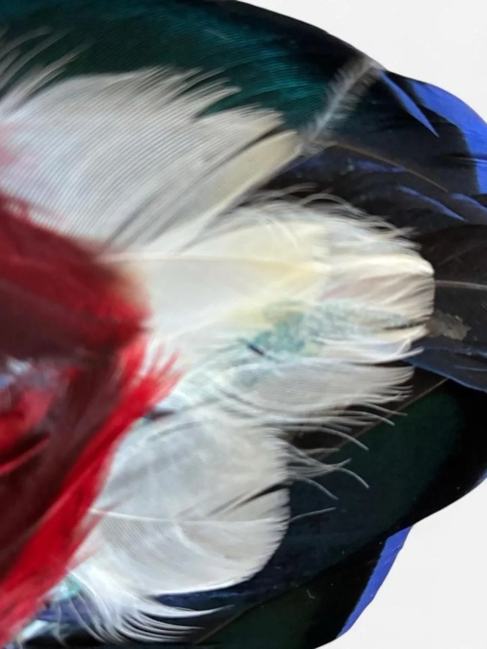 Feathered Masquerade Eye Mask in Red , White and Blue